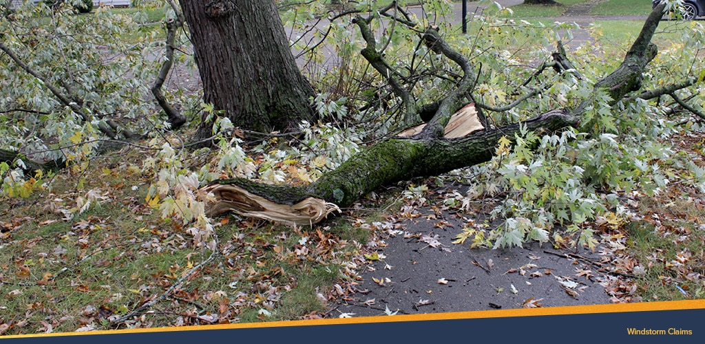 Windstorm claims, tree fallen on the ground.